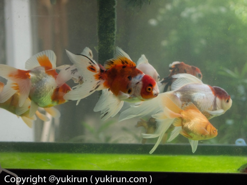 画像：金魚乱舞